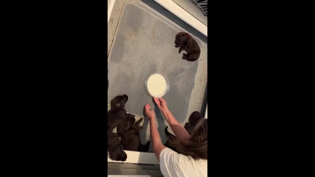 Video preview image #3 Flat Coated Retriever Puppy For Sale in LAHAINA, HI, USA