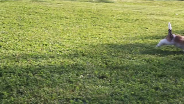 Video preview image #1 Zuchon Puppy For Sale in THORP, WI, USA