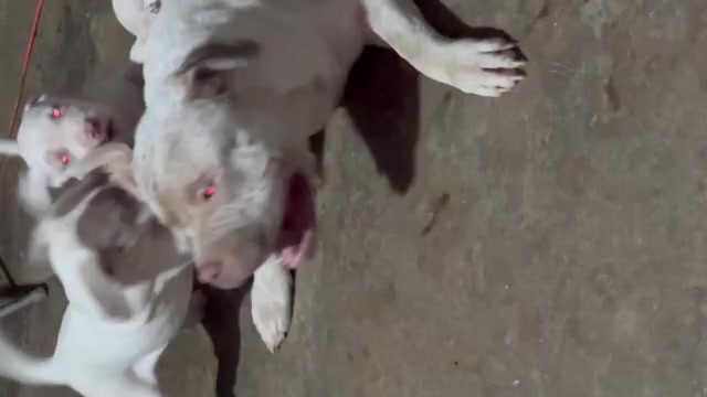 Video preview image #2 American Bully Puppy For Sale in CHICO, CA, USA