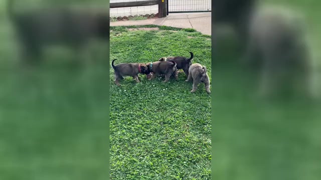 Video preview image #1 Belgian Malinois Puppy For Sale in LINCOLNTON, NC, USA