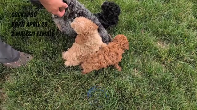 Video preview image #7 Cock-A-Poo Puppy For Sale in GOSHEN, IN, USA
