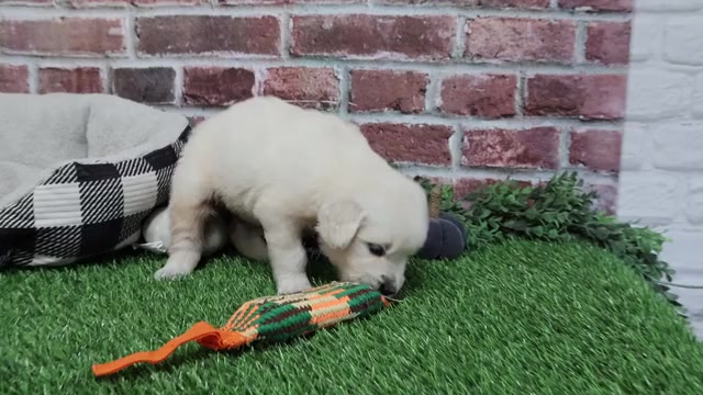 Video preview image #1 English Cream Golden Retriever Puppy For Sale in SYRACUSE, IN, USA
