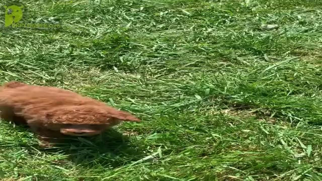 Video preview image #16 Poodle (Toy) Puppy For Sale in WARSAW, IN, USA