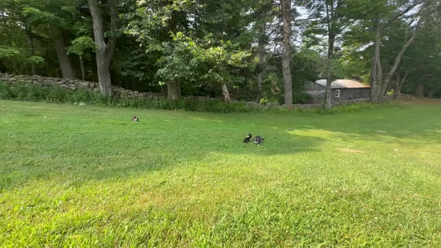 Video preview image #3 Pembroke Welsh Corgi Puppy For Sale in PERKINSVILLE, VT, USA