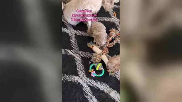 Video preview image #1 Cockapoo (Toy) Puppy For Sale in GOSHEN, IN, USA