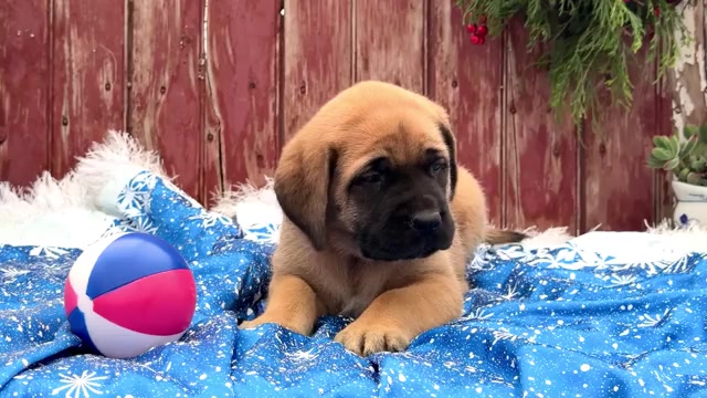 Video preview image #4 Mastiff Puppy For Sale in WAKARUSA, IN, USA