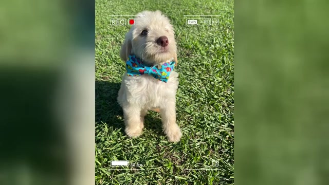Video preview image #5 Labradoodle Puppy For Sale in GEORGETOWN, SC, USA