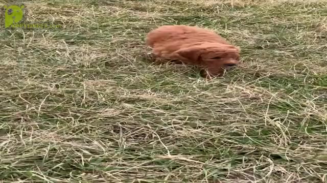 Video preview image #5 Goldendoodle (Miniature) Puppy For Sale in WARSAW, IN, USA