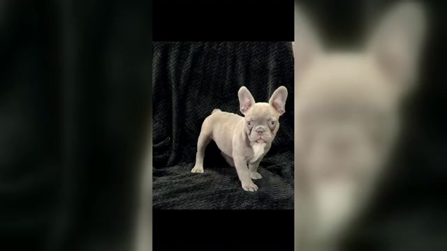 Video preview image #1  Breeder Profile in FOUNTAIN CITY, IN, USA