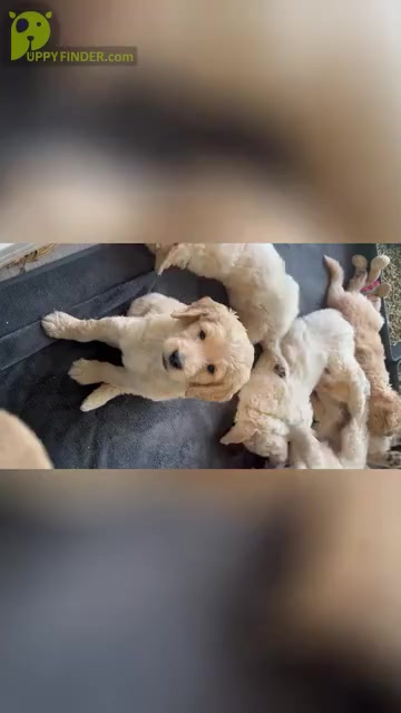 Video preview image #4  Breeder Profile in HAMPSTEAD, NC, USA