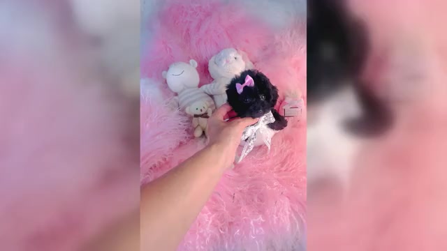 Video preview image #1 Poodle (Toy) Puppy For Sale in MIAMI, FL, USA