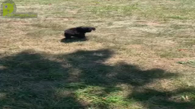Video preview image #11 Poodle (Toy) Puppy For Sale in WARSAW, IN, USA