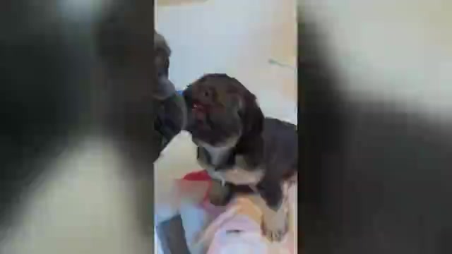 Video preview image #2 French Bulldog Puppy For Sale in CONROE, TX, USA