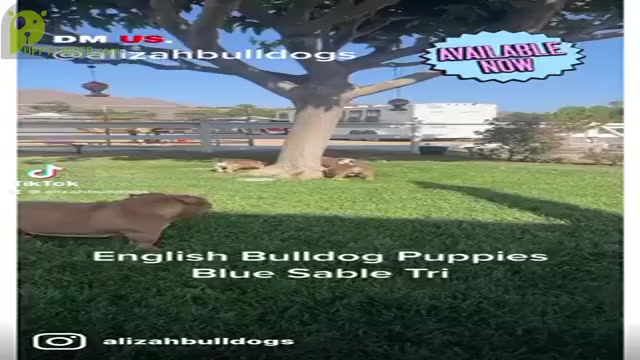 Video preview image #1 Bulldog Puppy For Sale in NORCO, CA, USA