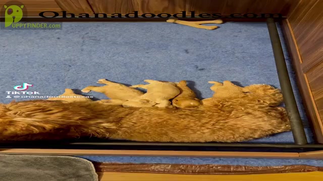 Video preview image #3 Goldendoodle (Miniature) Puppy For Sale in HALTOM CITY, TX, USA