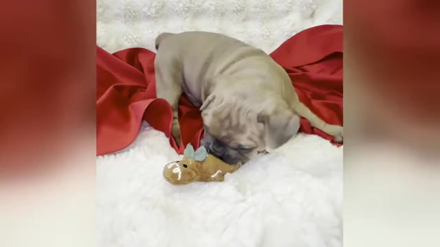 Video preview image #22 French Bulldog Puppy For Sale in WEXFORD, PA, USA