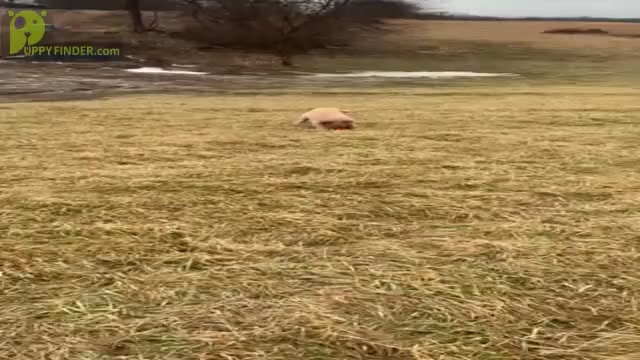 Video preview image #9 Golden Retriever Puppy For Sale in WARSAW, IN, USA