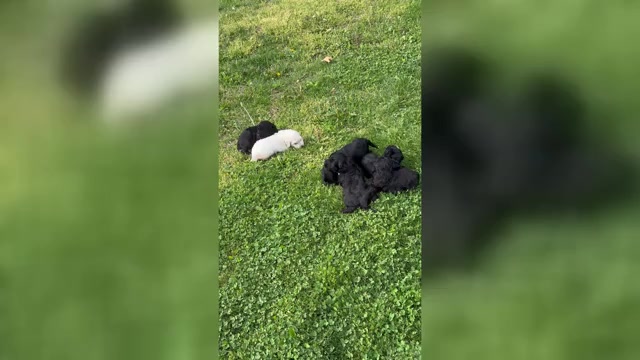 Video preview image #1 English Cream Golden Retriever-Poodle (Standard) Mix Puppy For Sale in MC CONNELLSBURG, PA, USA