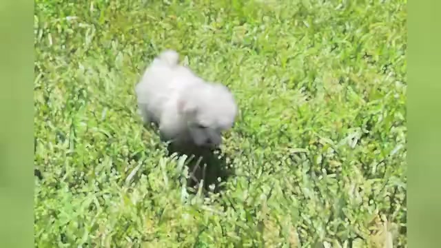Video preview image #1 Maltese Puppy For Sale in WARSAW, IN, USA