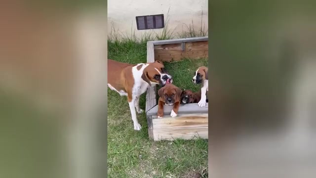Video preview image #2 Boxer Puppy For Sale in ESPANOLA, NM, USA