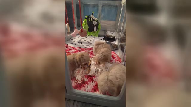 Video preview image #21 Maltipoo (Miniature) Puppy For Sale in SAN ANTONIO, TX, USA