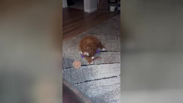 Video preview image #1 Cavapoo Puppy For Sale in TRENTON, MI, USA