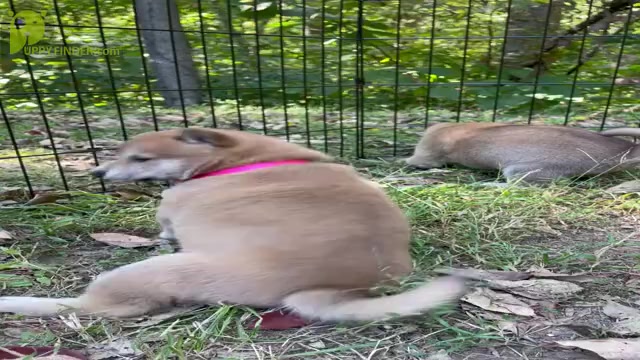 Video preview image #4 Shiba Inu Puppy For Sale in NEW ATHENS, IL, USA