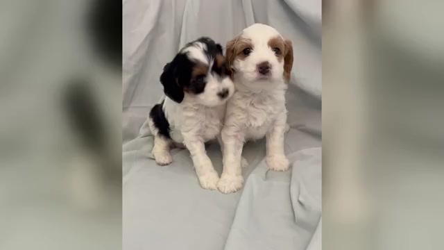 Video preview image #2 Cavapoo Puppy For Sale in PENSACOLA, FL, USA