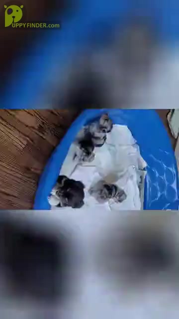 Video preview image #2 Miniature Australian Shepherd Puppy For Sale in CLAYTON, NC, USA