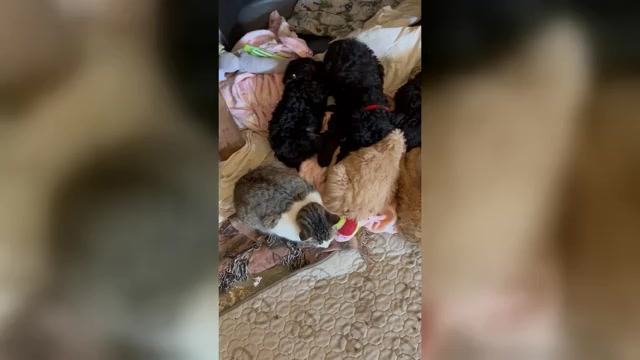 Video preview image #1 Poodle (Standard) Puppy For Sale in DEXTER, MO, USA