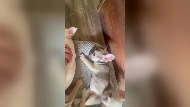 Video preview image #2 French Bulldog Puppy For Sale in CARLSBAD, CA, USA
