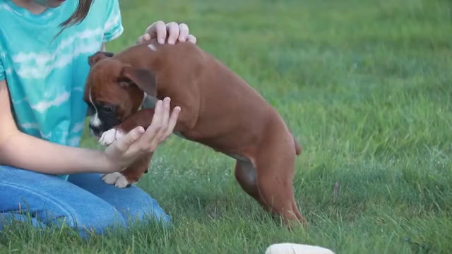 Video preview image #1 Boxer Puppy For Sale in SHIPSHEWANA, IN, USA