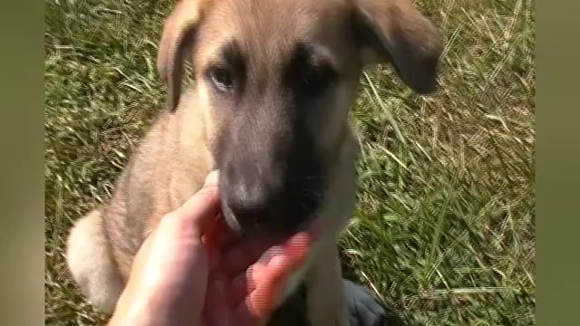 Video preview image #1 German Shepherd Dog Puppy For Sale in PIEDMONT, MO, USA
