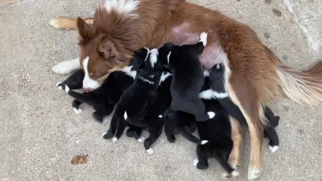 Video preview image #1 Border Collie Puppy For Sale in KANSAS CITY, MO, USA