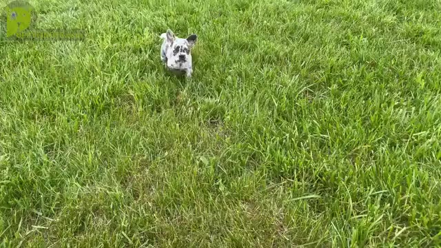 Video preview image #10 French Bulldog Puppy For Sale in WARSAW, IN, USA