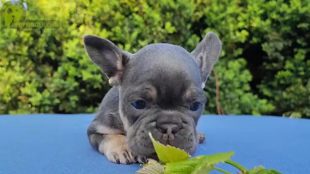 Video preview image #2 French Bulldog Puppy For Sale in BOSTON, MA, USA