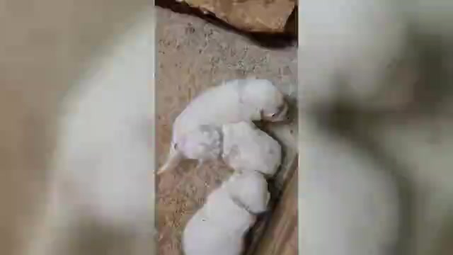 Video preview image #1 Great Pyrenees Puppy For Sale in SCOTTSVILLE, KY, USA