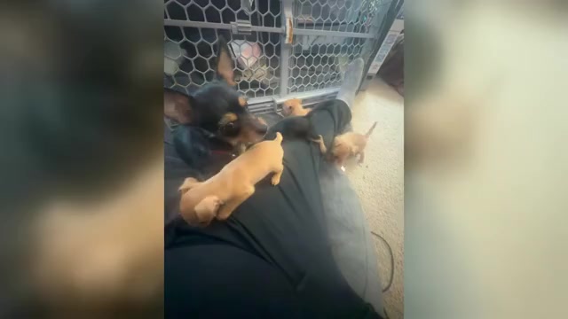 Video preview image #3 Yorkie Pin Puppy For Sale in NEWPORT NEWS, VA, USA