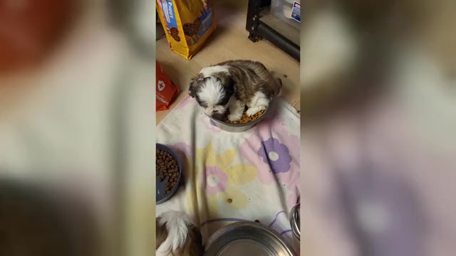 Video preview image #1 Shih Tzu Puppy For Sale in HESPERIA, CA, USA