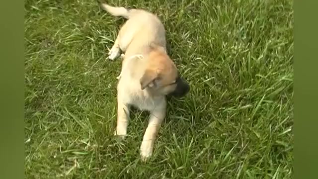 Video preview image #1 German Shepherd Dog Puppy For Sale in PIEDMONT, MO, USA