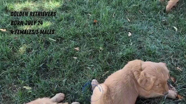Video preview image #2 Golden Retriever Puppy For Sale in GOSHEN, IN, USA