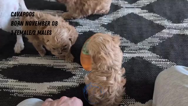 Video preview image #1 Cavapoo (Miniature) Puppy For Sale in GOSHEN, IN, USA