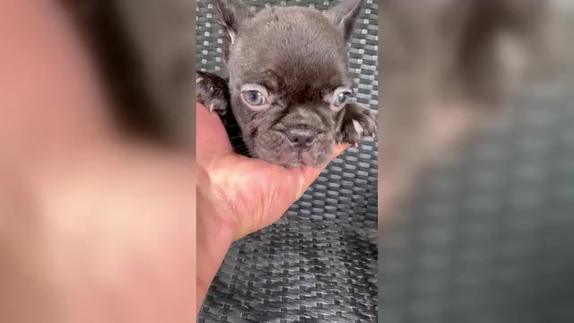 Video preview image #5 French Bulldog Puppy For Sale in PFLUGERVILLE, TX, USA