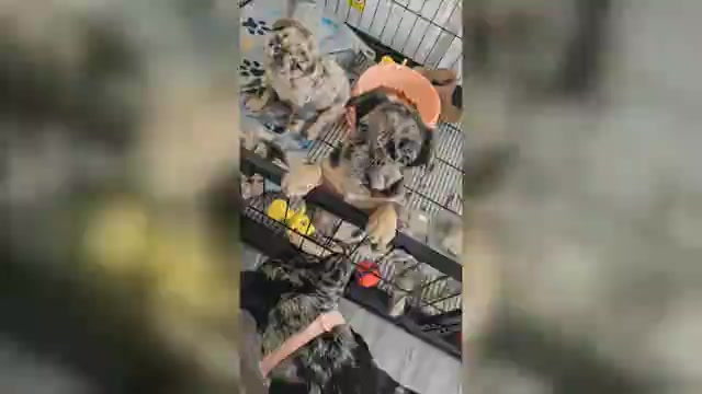 Video preview image #2  Breeder Profile in GLEN BURNIE, MD, USA