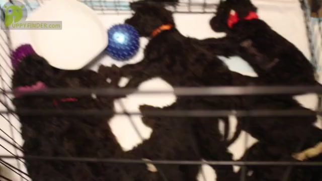 Video preview image #1  Breeder Profile in MAYER, AZ, USA