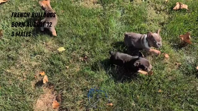 Video preview image #3 French Bulldog Puppy For Sale in GOSHEN, IN, USA
