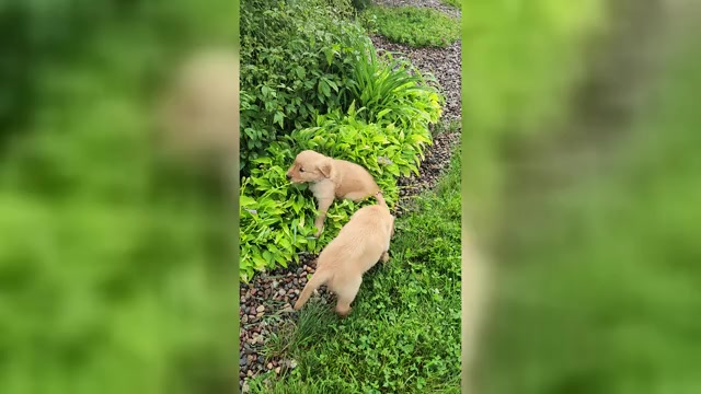 Video preview image #1 Golden Retriever Puppy For Sale in DAKOTA, MN, USA