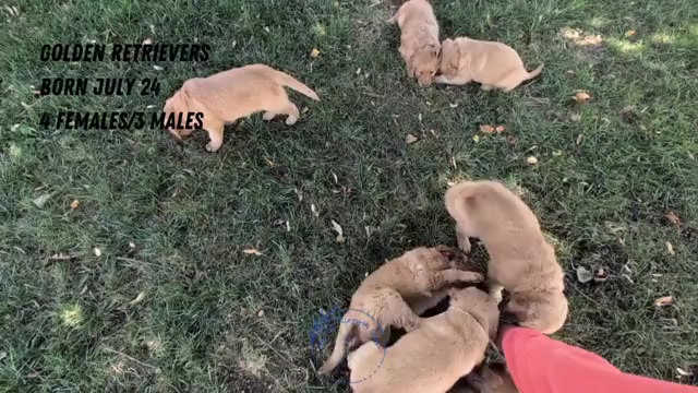 Video preview image #3 Golden Retriever Puppy For Sale in GOSHEN, IN, USA