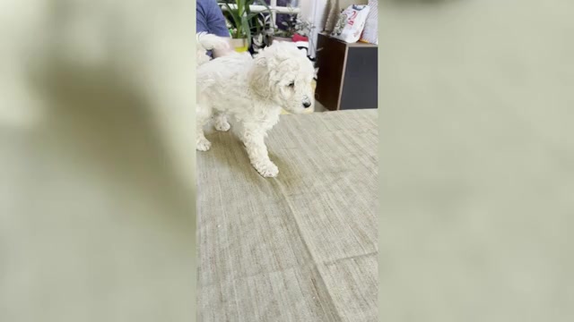 Video preview image #1 Poodle (Miniature) Puppy For Sale in EAST AMHERST, NY, USA