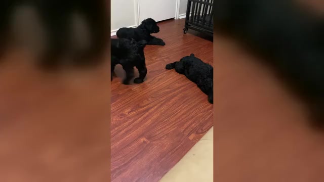 Video preview image #2 Schnauzer (Giant) Puppy For Sale in HOUSTON, TX, USA